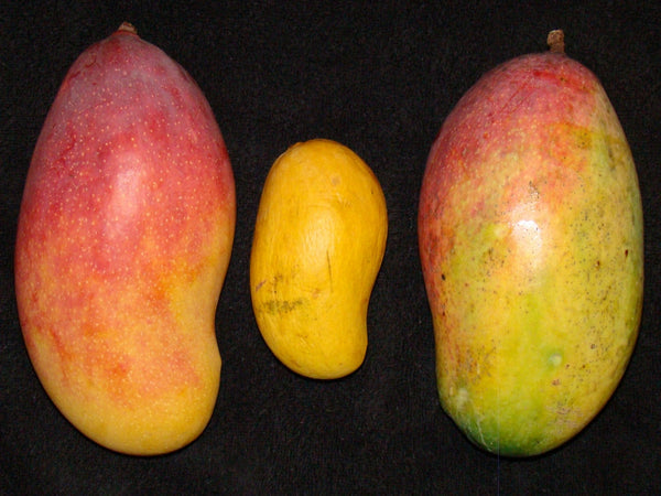 Mangosorten im Vergleich: Kent, Brooks, Amelie und Lippens