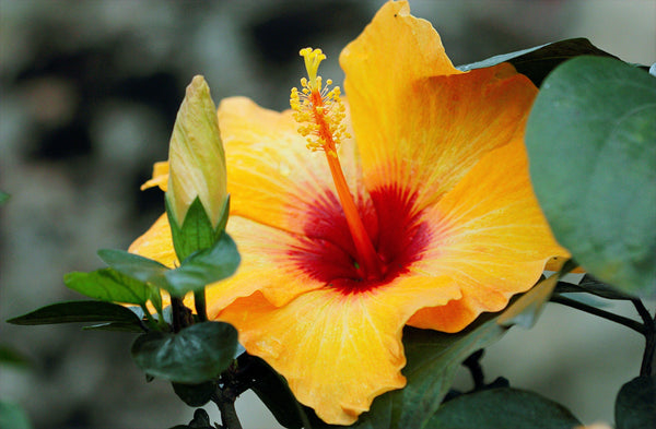 Wunderpflanze Hibiskus