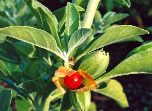 Bio Ashwagandha